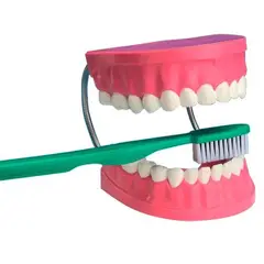 SEIGARD - Modelo Anatómico Dentadura 1 Piezas TH001 Color Variado