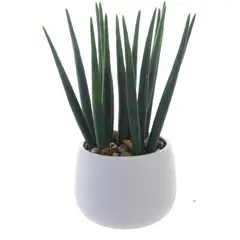 MALLORCA - Planta Decorativa Asparragus 25 Cms Maceta Blanca