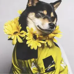 GENERICO - Parka Chaqueta Impermeable Cortaviento Perro XL - Amarillo