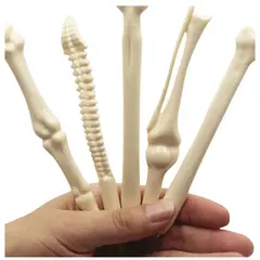 GENERICO - COMBO 12 LAPIZ PASTA HUESO KINESEOLOGO AB09