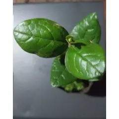 GENERICO - Boldo (Peumus boldus) árbol nativo 30 cm. aprox
