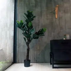 VADELL - FICUS LYRATA DE 150 CM, PROTECCIÓN UV HOME