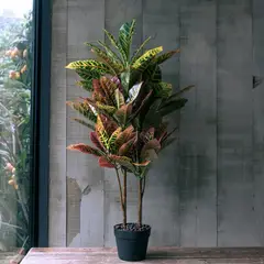 VADELL - Crotón de 90 cm Home