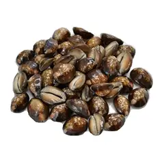 GENERICO - Bolsa 20 Conchitas Pure Cafe Variedad De tamaños