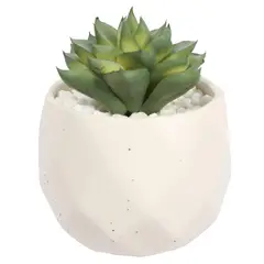 THE GREEN ELEMENT - Suculenta En Macetero Crema 14 Cm