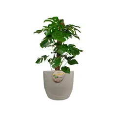 VERDY - Maceta Río De Janeiro Cemento 37x35cms Efecto Piedra