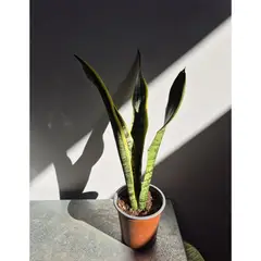 GENERICO - Sansevieria (lengua de Suegra) 3 a 4 hojas