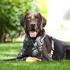 GENERICO - Arnés Anti-Tirones Acolchado Resistente Perros - Negro L