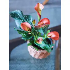 PLANT ME - Calu Cala Roja