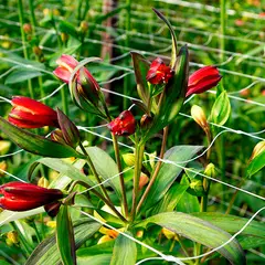 MARIENBERG - Malla para Entutorado de 0,68x1000m con Filtro UV Blanco 1 unidad