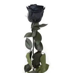 GENERICO - Rosa Negra Individual