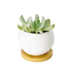 GENERICO - Macetero Para Suculentas de Ceramica balon