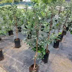 CAMELIA Y LAVANDA - Árbol Feijoa - Acca sellowiana