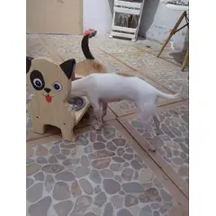 GENERICO - Comedero - bebedero PARA PERRO fuentes acero desmontable - Decorativo y Ergonómico