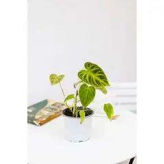 GENERICO - Filodendro verrocosum