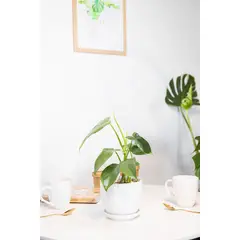 GENERICO - Filodendro Panduriforme