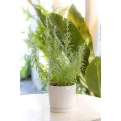 GENERICO - Lavanda planta natural