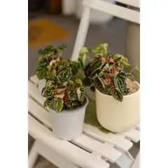 GENERICO - Peperomia Pink Lady planta natural