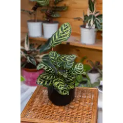 KENAZ - Calathea Makoyana planta natural