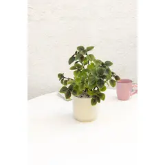 KENAZ - Dolar Black planta natural