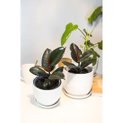GENERICO - Ficus Burgundy Gomero