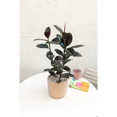 GENERICO - Ficus Burgundy Gomero