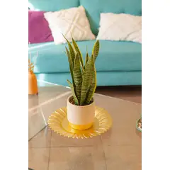 GENERICO - Sansevieria Laurentii