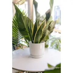 GENERICO - Sansevieria Laurentii