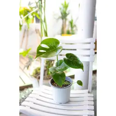 KENAZ - Monstera Baby planta natural