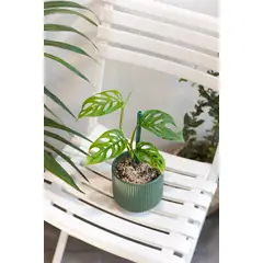 GENERICO - Monstera Adansonii Esqueleto