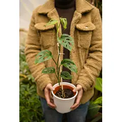 GENERICO - Monstera Adansonii Esqueleto