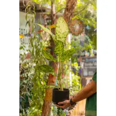 KENAZ - Dieffenbachia Pictus L