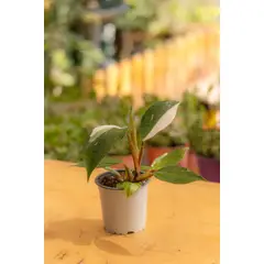 KENAZ - Filodendro White Knight