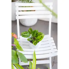 KENAZ - Maranta Variegada planta natural