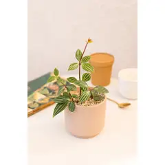 KENAZ - Peperomia Puteolata planta natural