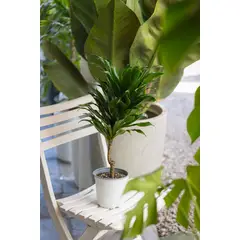 GENERICO - Dracena Compacta Janet Craig