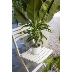 KENAZ - Dracena Helicoidal planta natural