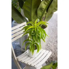 KENAZ - Dracena Helicoidal planta natural