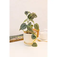 KENAZ - Filodendro Brandtianum