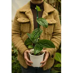 KENAZ - Monstera Perú planta natural