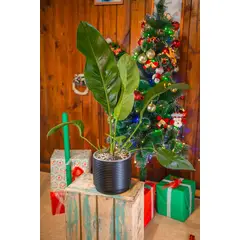 KENAZ - Anturio Coriaceum planta natural