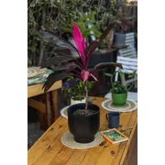 KENAZ - Dracena Cordyline Fruticosa