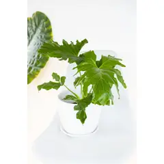 KENAZ - Filodendro Paraguayo