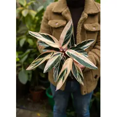 KENAZ - Stromanthe Sanguinaria - Calathea Tricolor