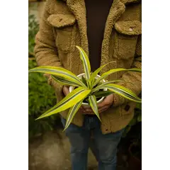 KENAZ - Dracena Lemon planta natural