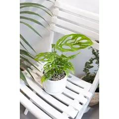 KENAZ - Monstera Adansonii planta natural