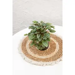 KENAZ - Peperomia Napoli Night