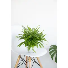 KENAZ - Helecho Espada planta natural