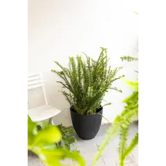 KENAZ - Helecho Espada planta natural