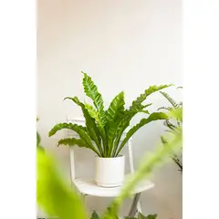 KENAZ - Helecho Asplenium planta natural
